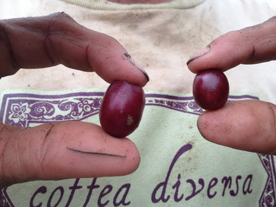 Size comparison of Jamaica Blue Mountain coffee cherries