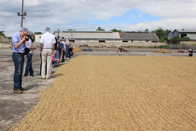 Jamaican Blue Mountain coffee beans laid out to dry in the sun
