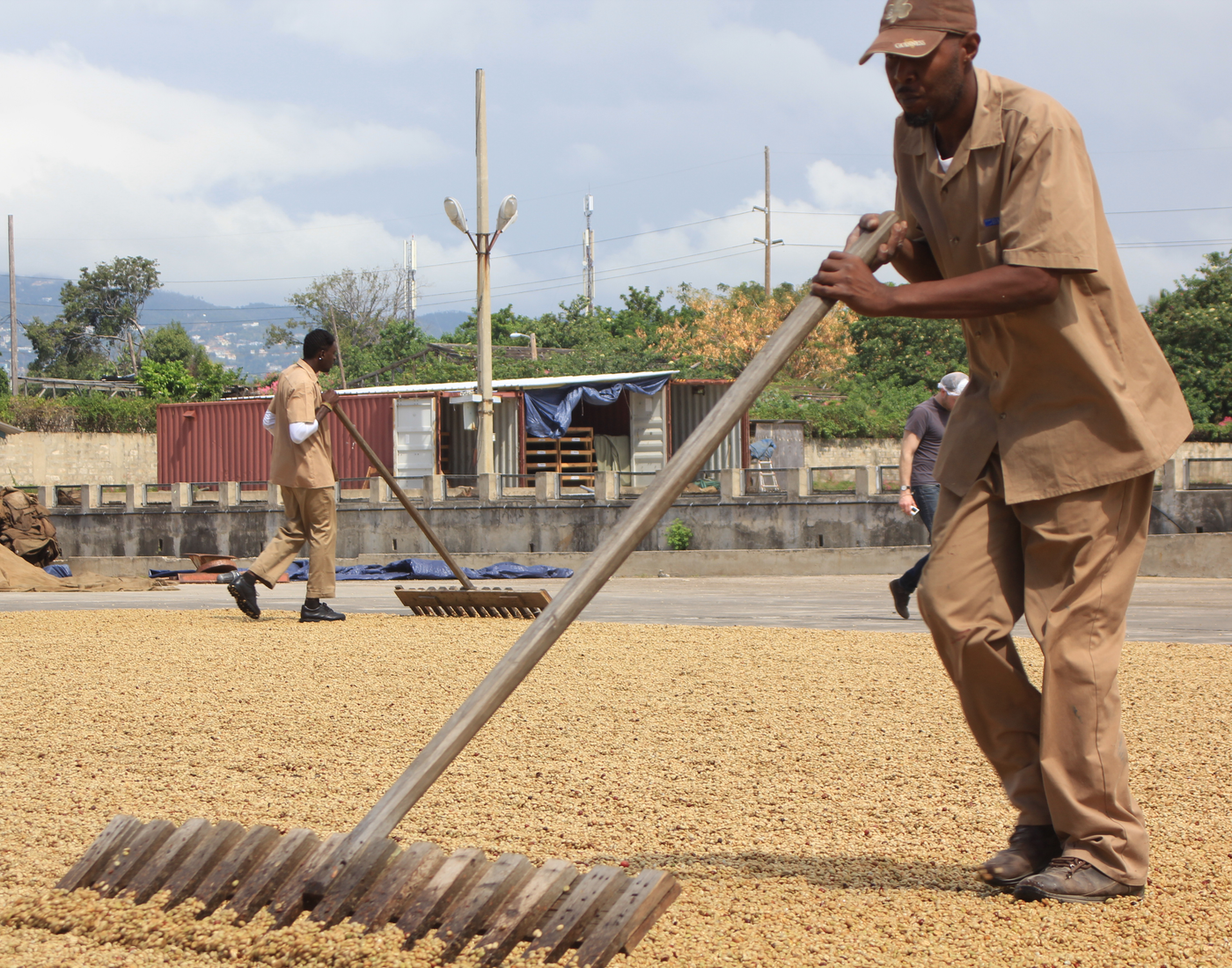 Farm worker raking Jamaica Blue Mountain coffee beans for drying