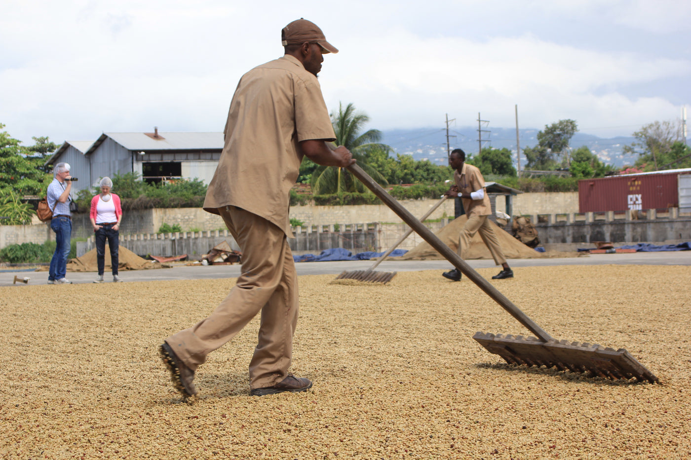 Jamaica Blue Mountain coffee beans being dried by farmers