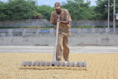 Coffee beans being raked while they dry in the Blue Mountains of Jamaica