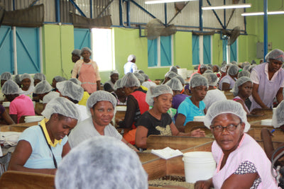 Farm workers hand-sorting Jamaica Blue Mountain coffee beans