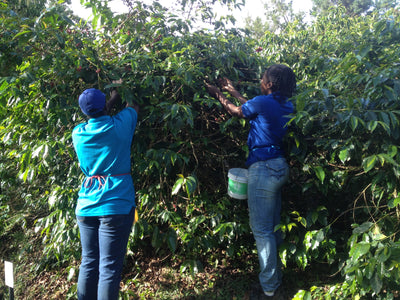 Farm workers picking coffee cherries from a coffee plant in the Jamaican Blue Mountains