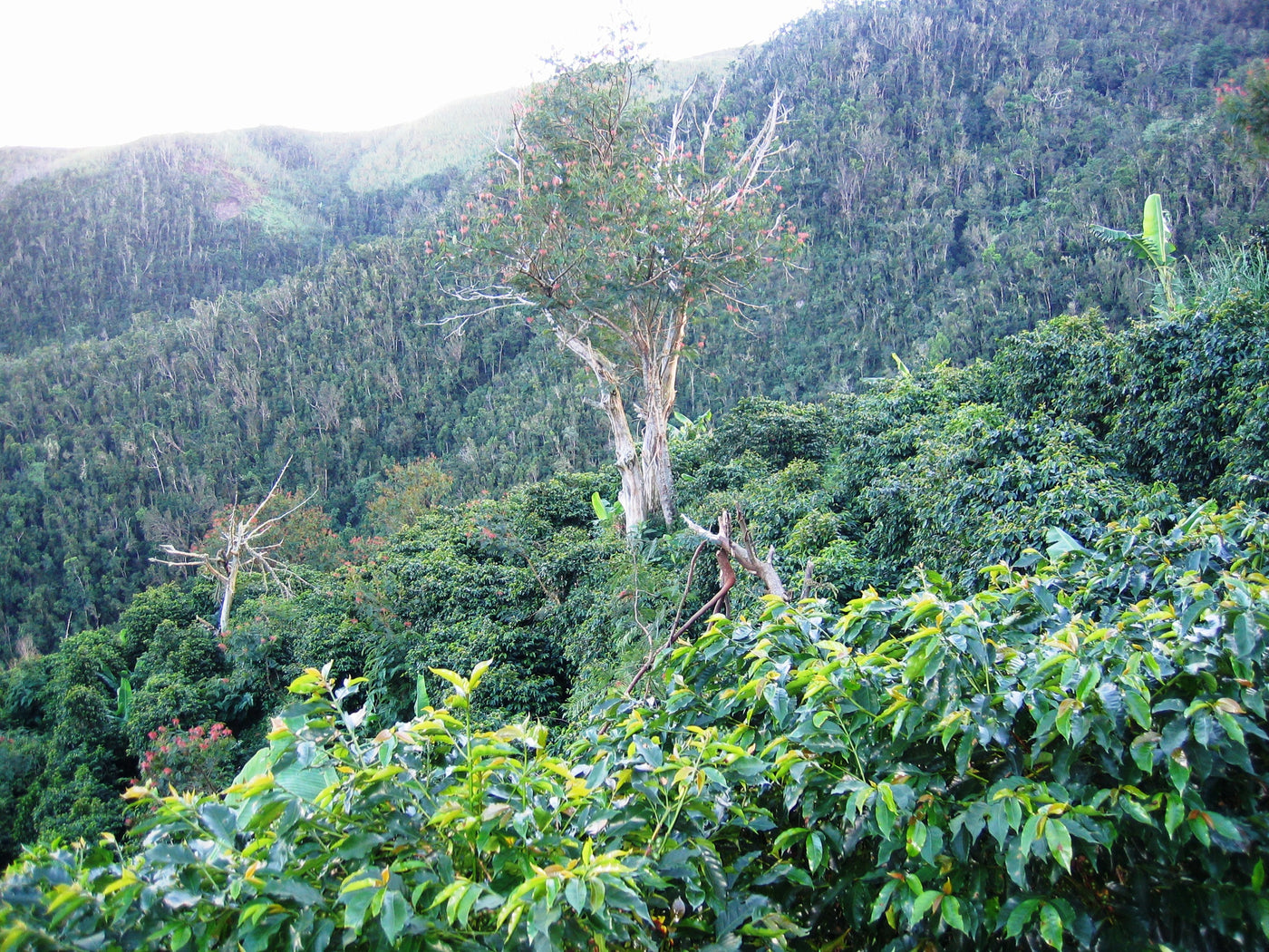 Coffee plants growing on an incline in the Jamaican Blue Mountains