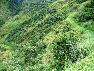 Landscape view of coffee plants growing in the Jamaican Blue Mountains
