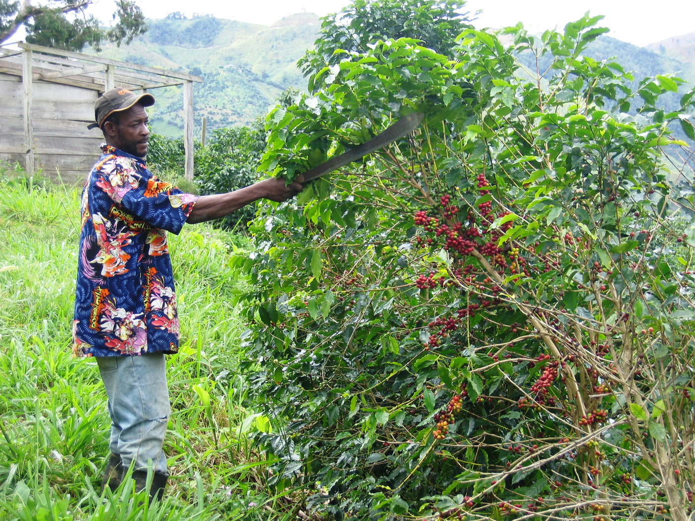Farm worker preening a coffee plant covered in coffee cherries 