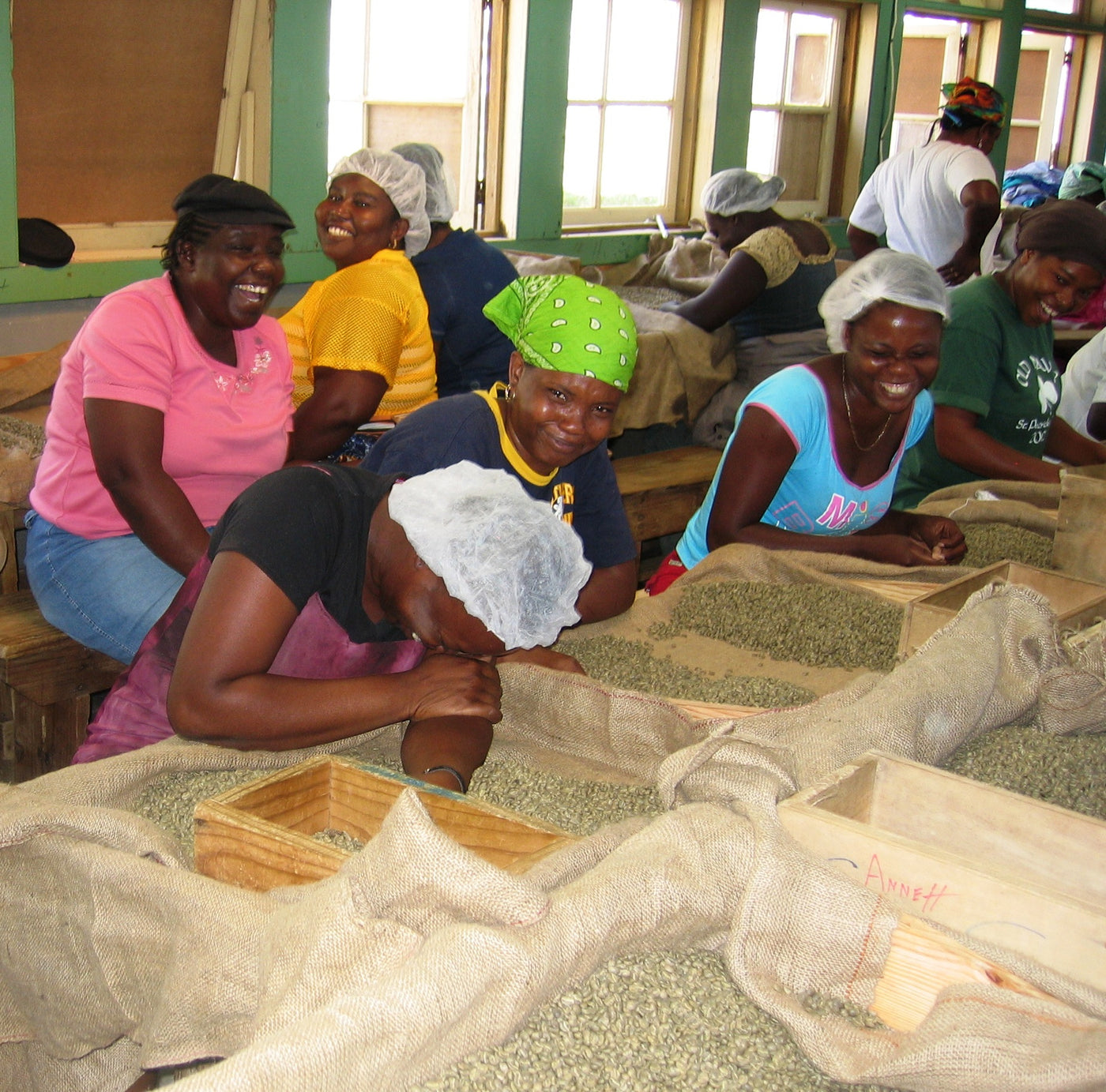 Jamaica Blue Mountain coffee beans being sorted by farmers
