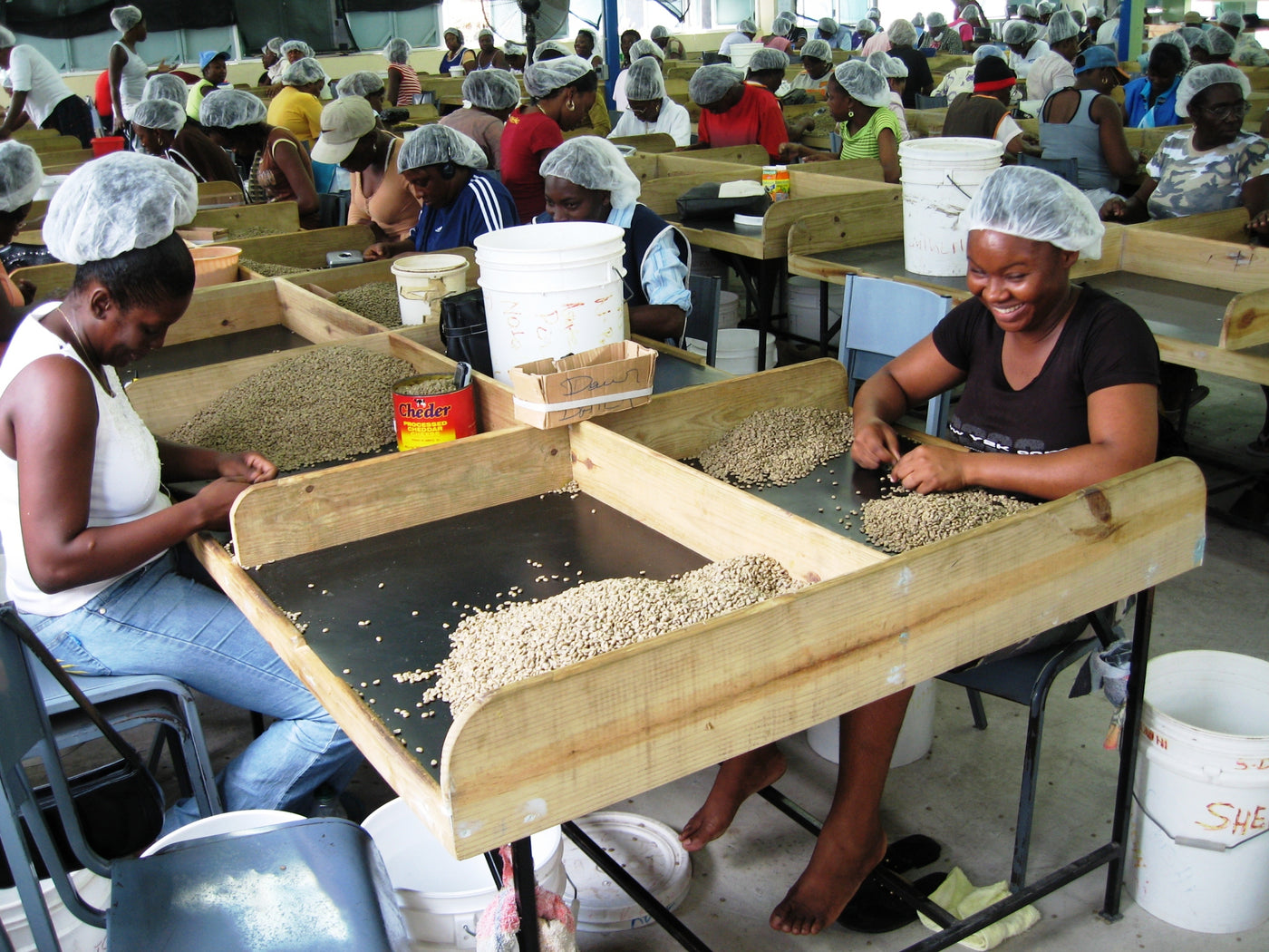 Farm workers laughing while sorting Jamaica Blue Mountain coffee beans