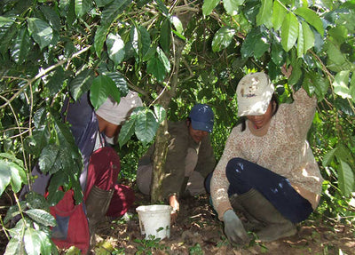 Coffee pickers in Bali Indonesia searching for wild Kopi Luwak coffee droppings