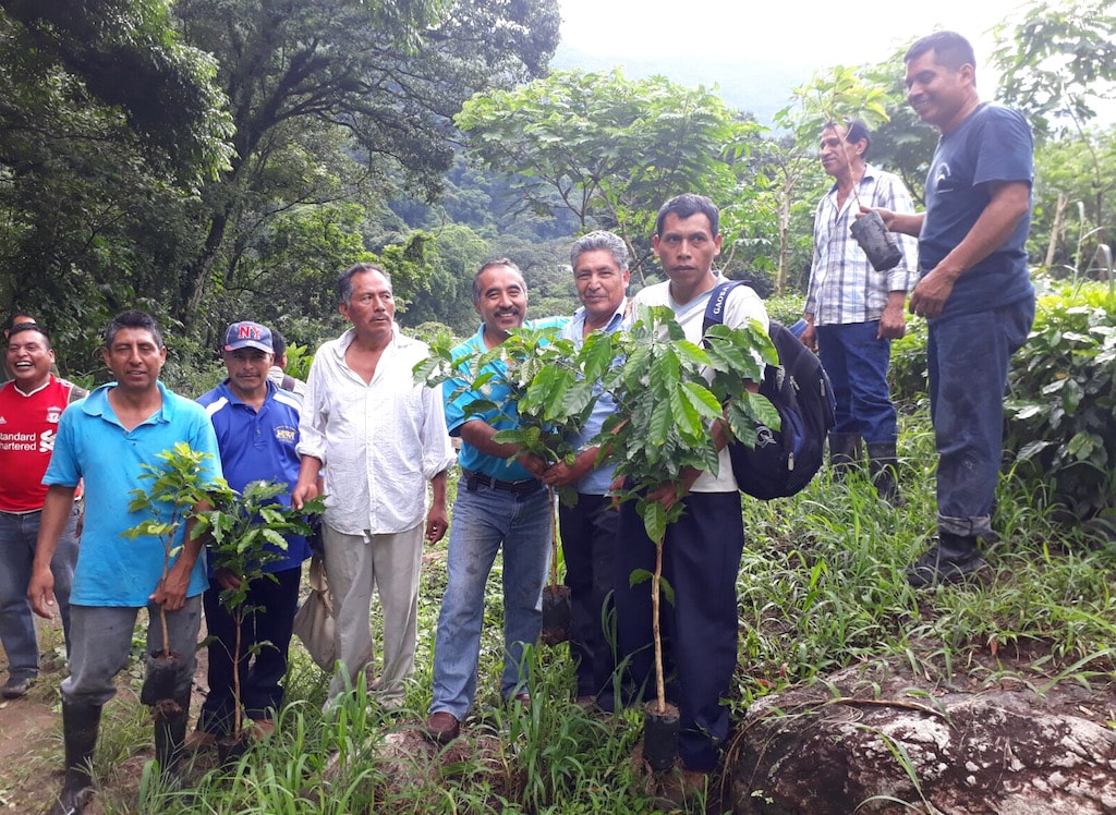 Mexican decaffeinated coffee growers