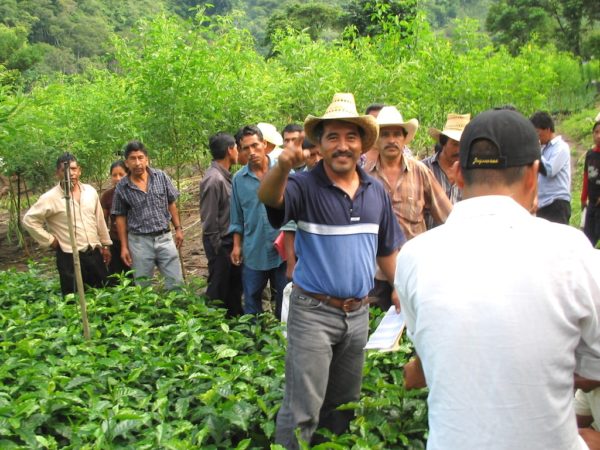 Mexican coffee growers