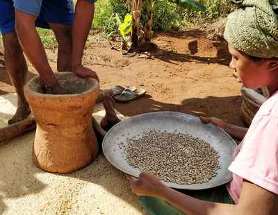 Madagascar coffee picker