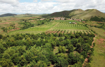 Madagascar coffee farm