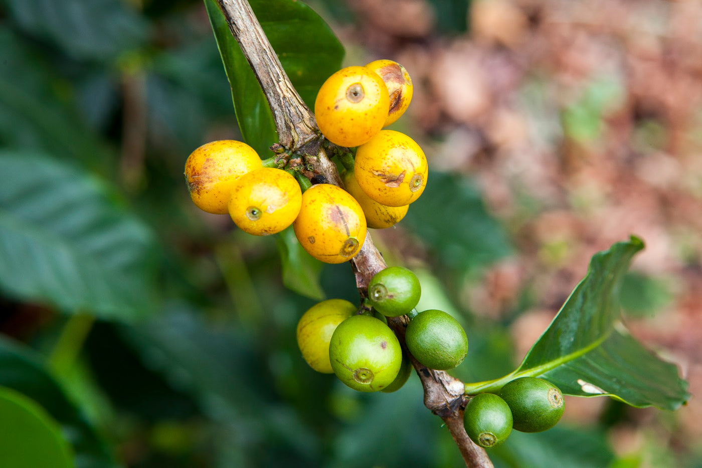 UNROASTED - Coffea Diversa Montecristo Yellow, Costa Rica