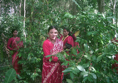 Girls picking coffee in Nepal on the Mount Everest Estate