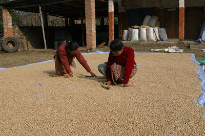 Mount Everest Estate, Nepal Coffee Growers