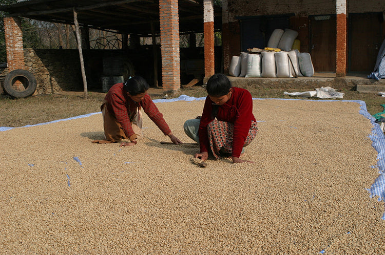 Nepal, Mount Everest Coffee Beans