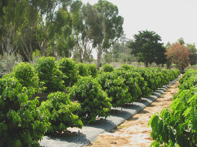 Good Land Organics Estate, California.