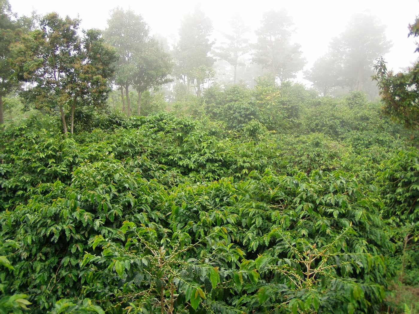 Coffee plants growing in the Jamaica Blue Mountains