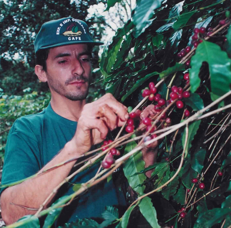 Galapagos Coffee Beans - Santa Cruz Island | Sea Island Coffee