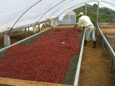 UNROASTED - Coffea Diversa Maragogype Red Natural, Costa Rica
