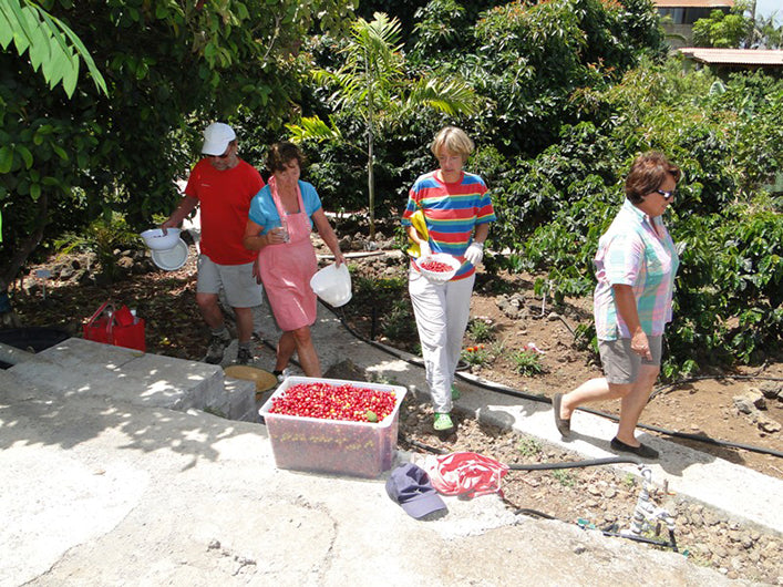 Sorting coffee cherries for Finca Sanssouci Peaberry Geisha, Canary Islands.