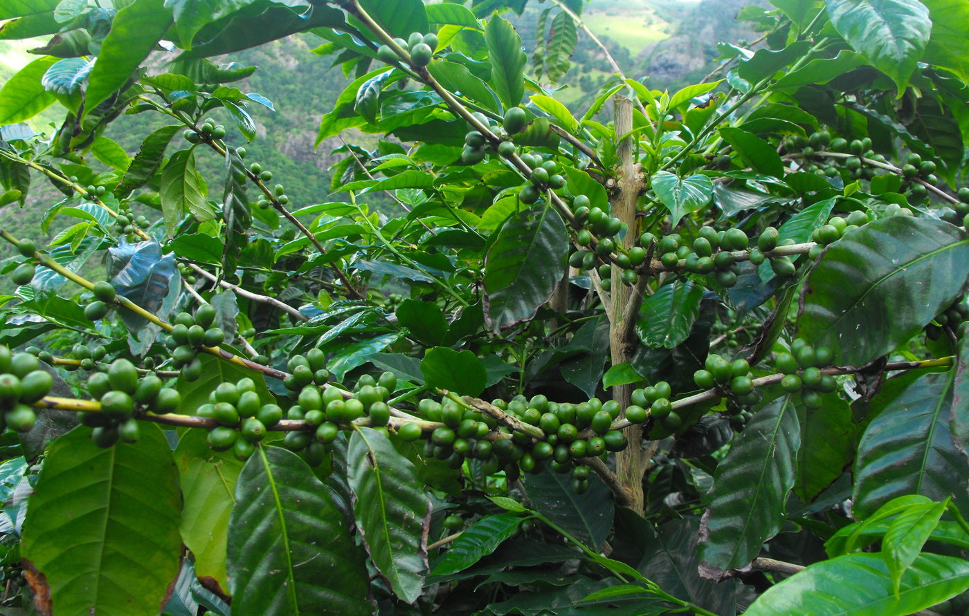 Green unripe coffee cherry plant on St Helena island