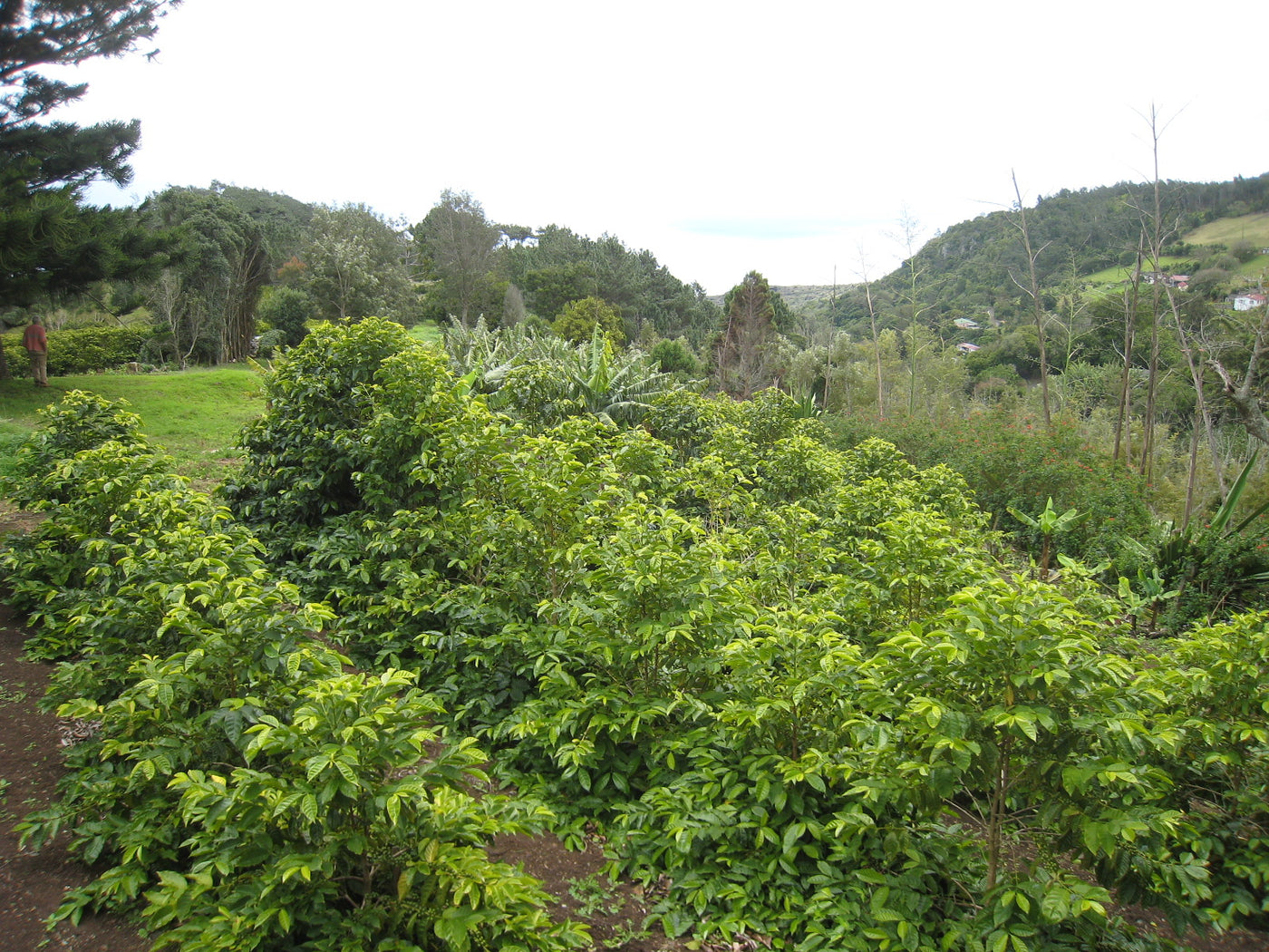 Coffee plants growing at Wranghams estate farm in St Helena