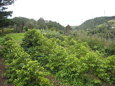 Coffee plants growing at Wranghams estate farm in St Helena