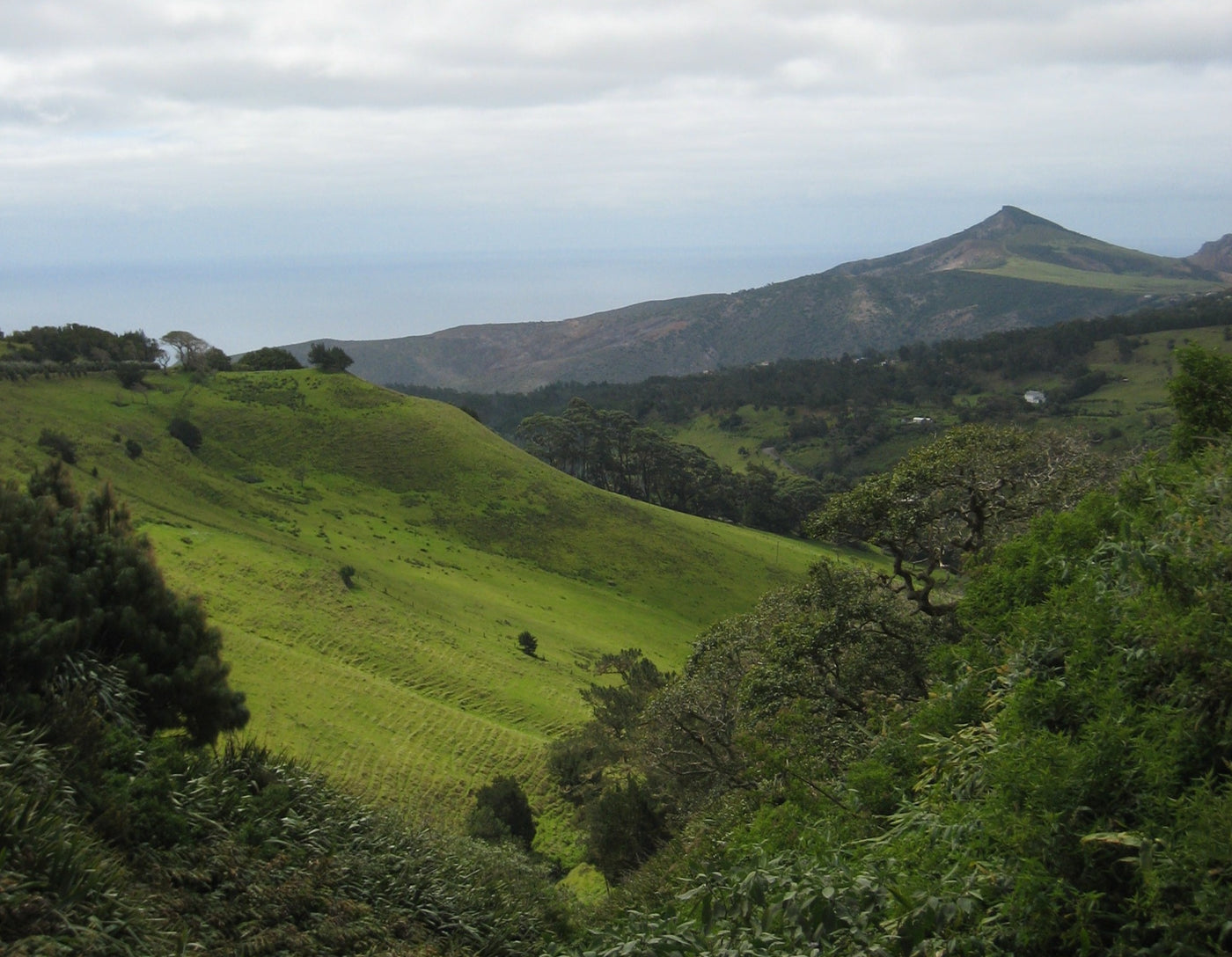 Landscape view of coffee on St Helena island