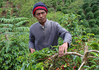 Coffee picker in Bali foraging for wild kopi luwak coffee droppings