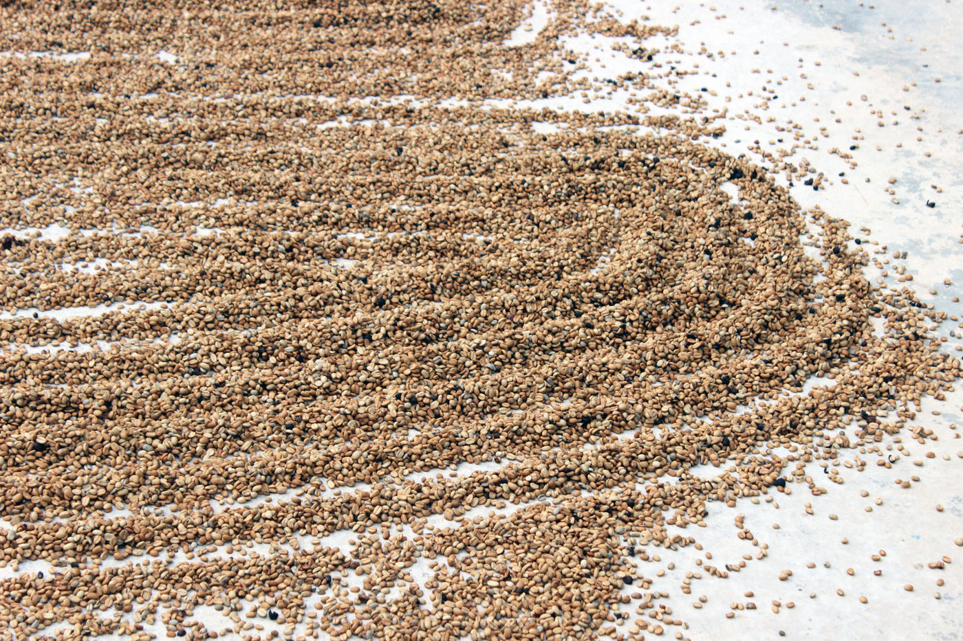 Unroasted Jamaica Blue Mountain coffee beans laying out to dry