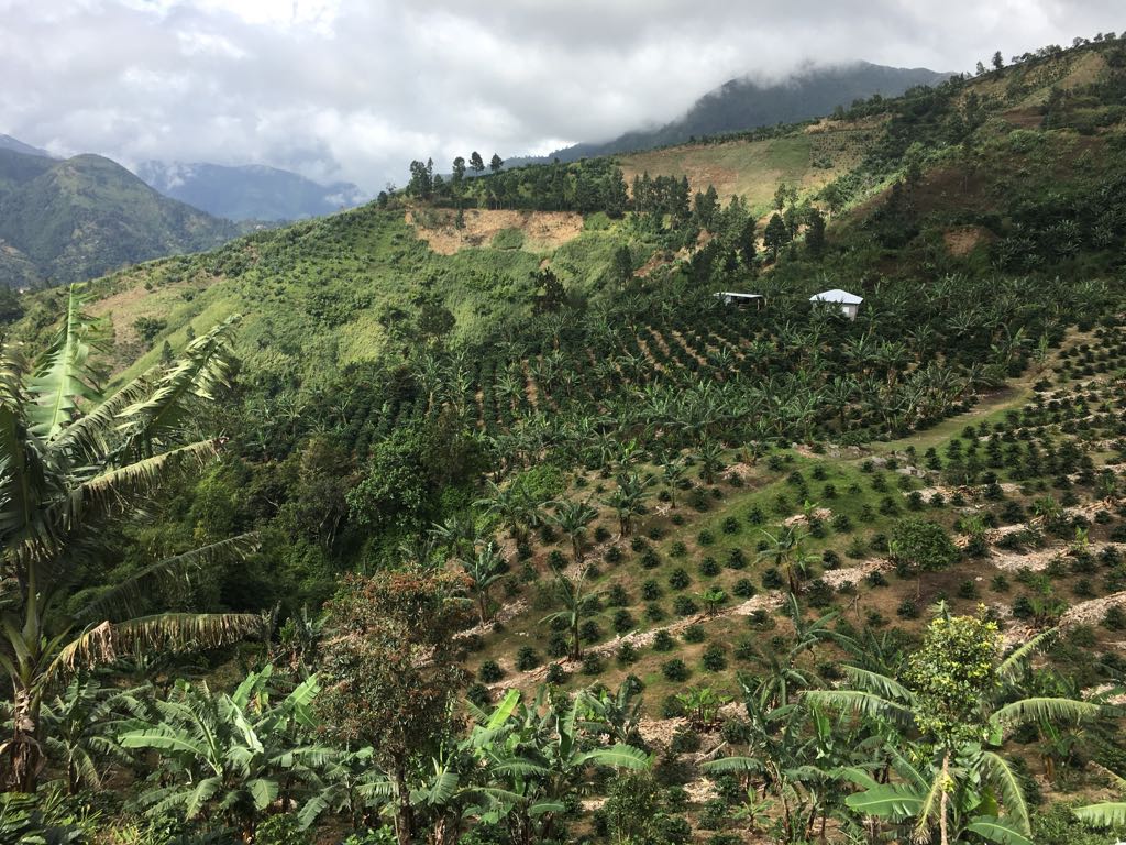 Landscape of a coffee farm in the Jamaican Blue Mountains