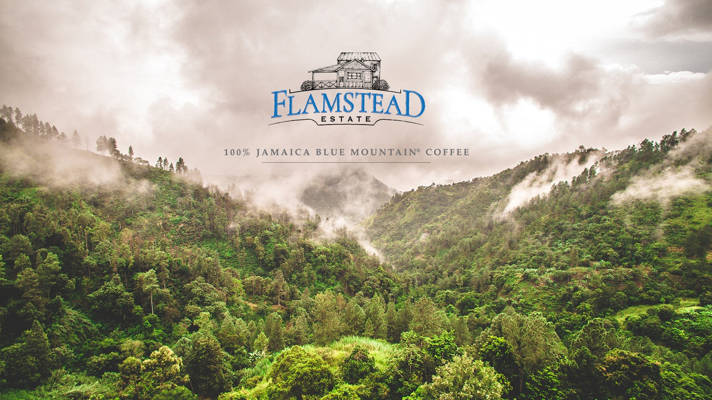 Landscape view of the misty Jamaican Blue Mountains, with a Flamstead estate logo in the middle