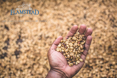 Hand holding dried Jamaica Blue Mountain coffee beans from Flamstead Estate