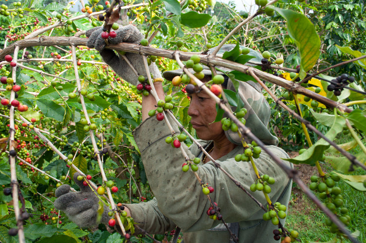 Hawaii Kona Peaberry Coffee Beans - Sea Island Coffee