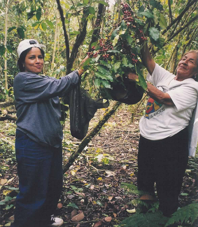 Galapagos Coffee Beans - Santa Cruz Island | Sea Island Coffee