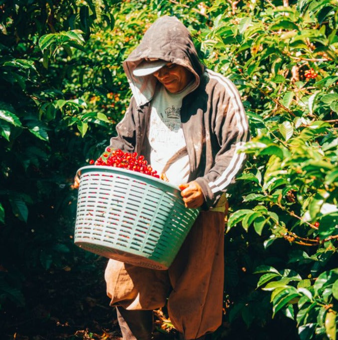 Panamanian coffee grower picking coffee cherries