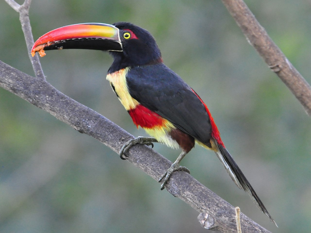Wild Aracari toucan sitting in a tree eating a coffee cherry
